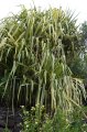Vacoa du pacifique. PANDANUS sanderii. Pacifique. Pandanaceae. 6-8m